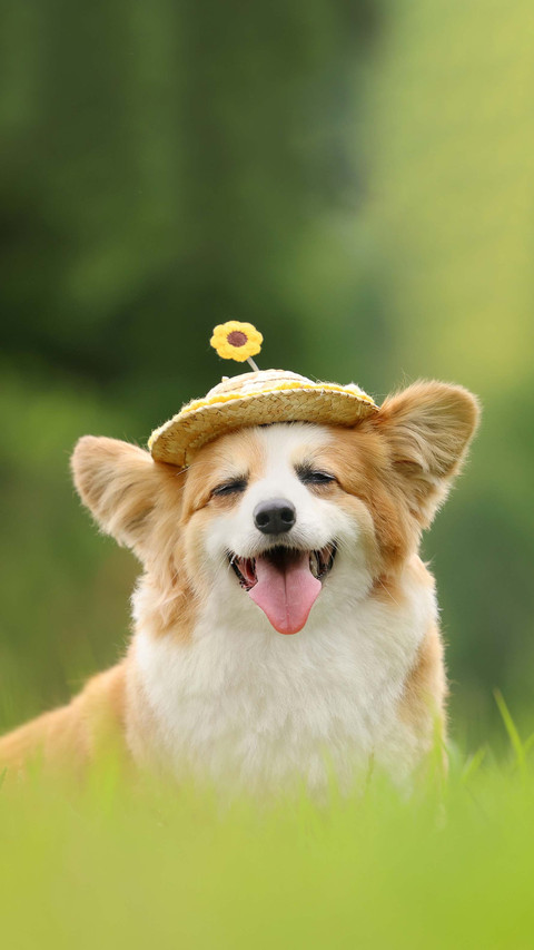 The most common names for dogs preview