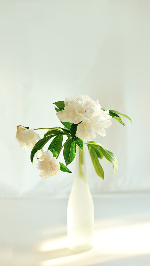 White Peony in Glass Backlighting with Sun preview