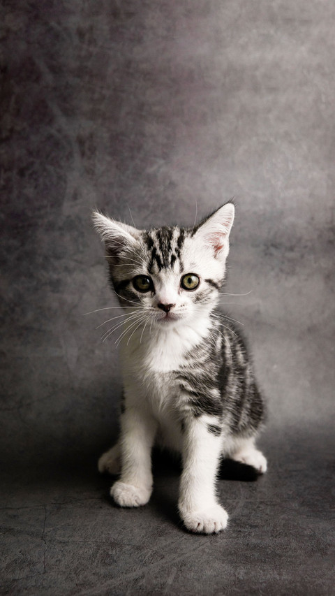 Pet cats, kittens preview