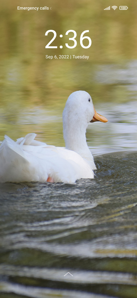 Duck Dreams preview