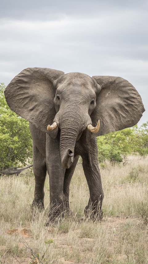 Is there a bone in the elephants trunk preview