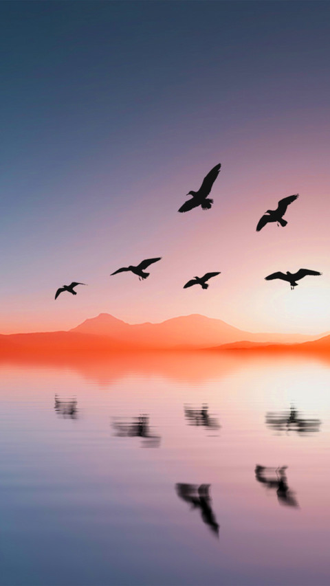At sunset birds fly over the lake preview