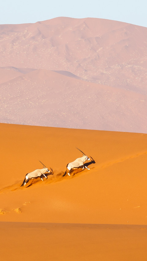 Oryx family running on the top of Deadvlei sand dunes preview
