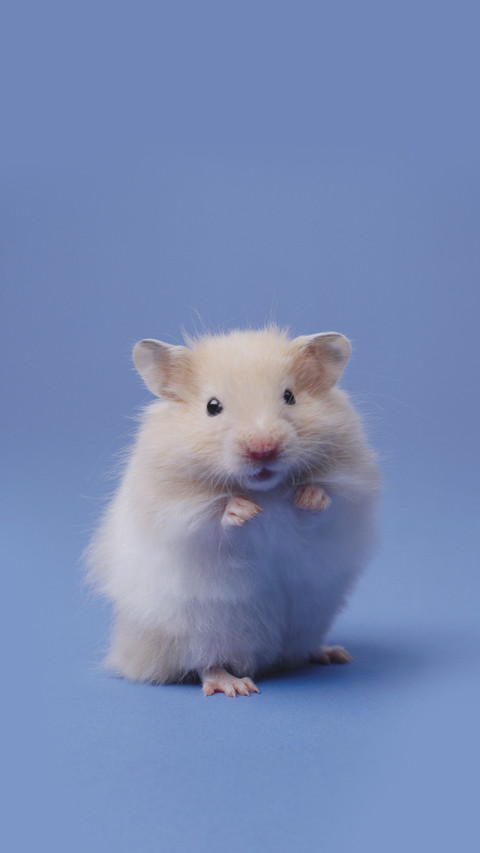 How to choose a hamster cage preview
