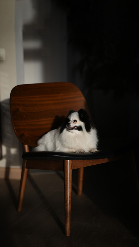Little black and white spitz in the apartment preview