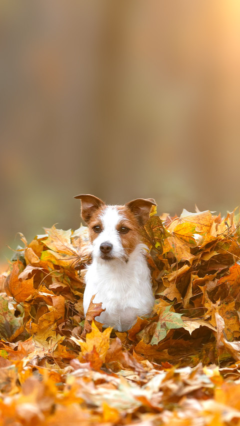 Beautiful dog jack russell terrier in autumn leaves preview