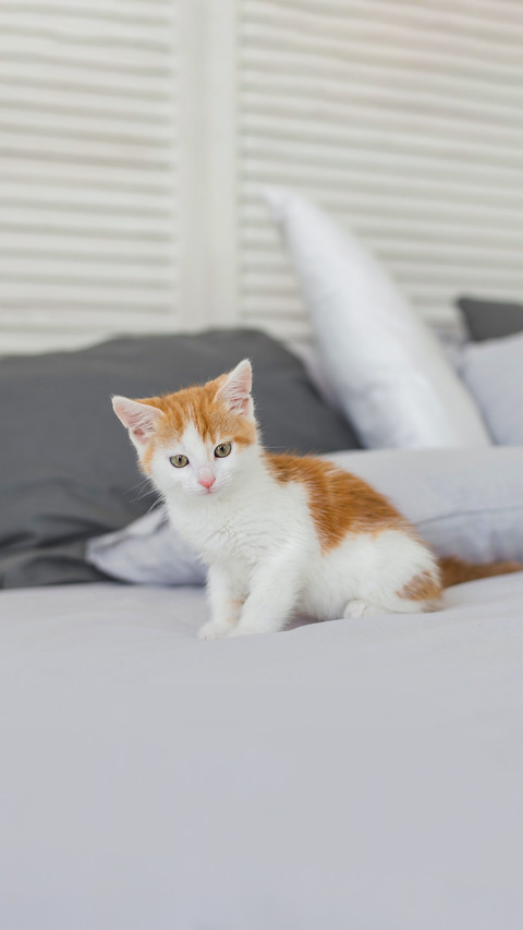 Cute kitten in cozy home interior preview