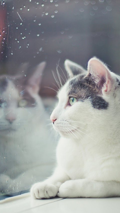 窗台上的猫咪 preview