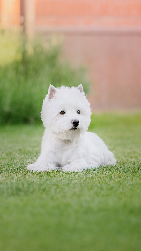 West Highland White Terrier Dog Lying on the Grass preview