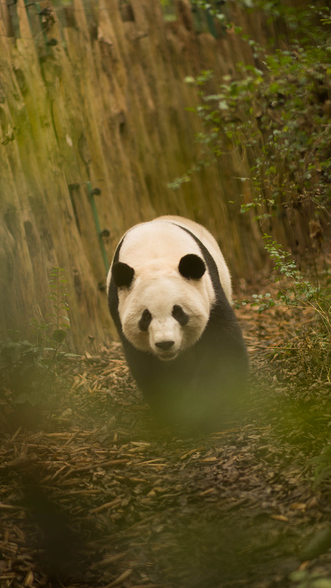international_animal (3) preview