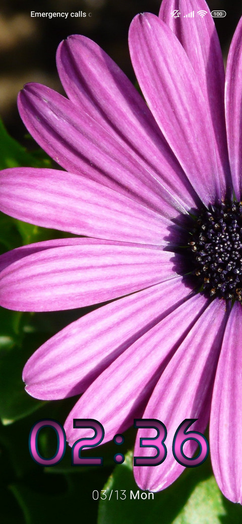 daisy purple preview