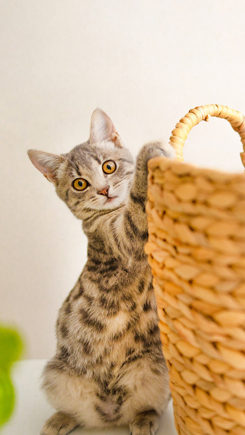 Fluffy gray kitten playing with a wicker basket at home preview