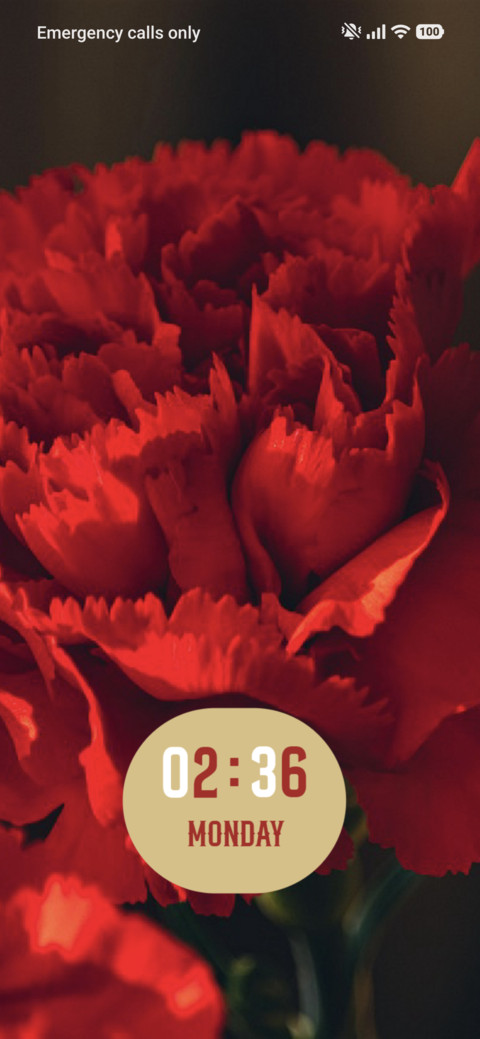 Carnations preview