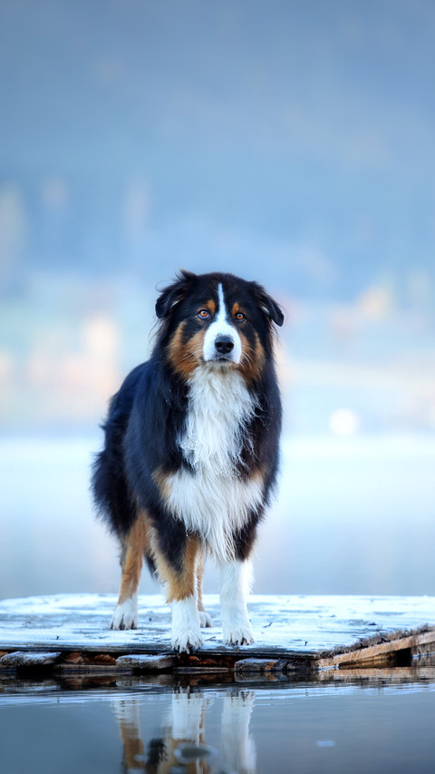 Dog on a raft at the lake preview