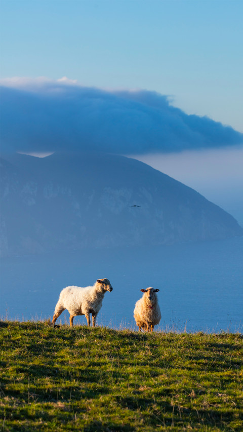 Sheeps and Mount Buciero in the background in Liendo Valley preview
