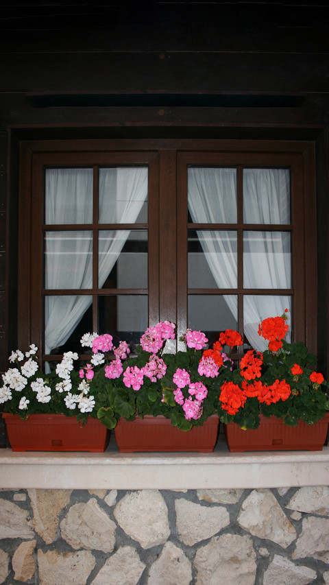 The flowers on the windowsill preview