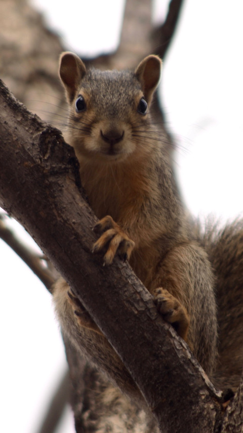 112444_1440x2560.jpg preview