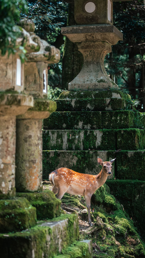The deer on ruocao mountain preview