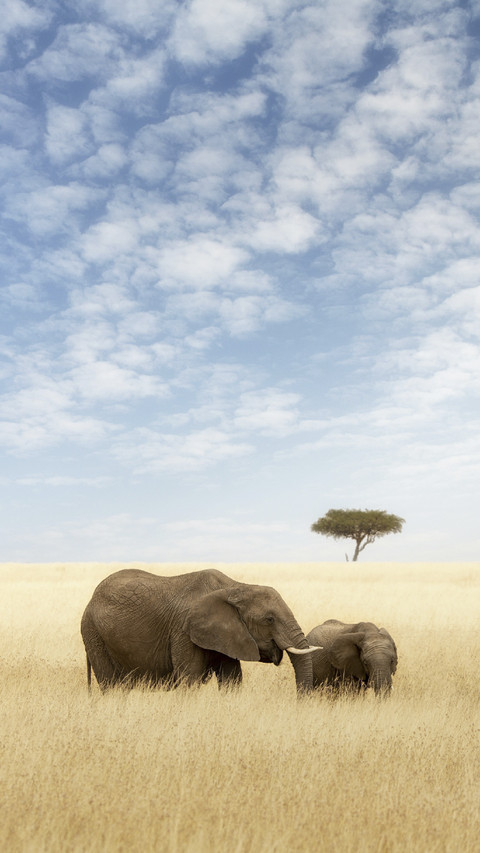 Elephants on Grassland preview