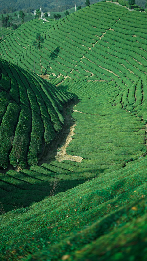 Green ecology at the tea garden level preview