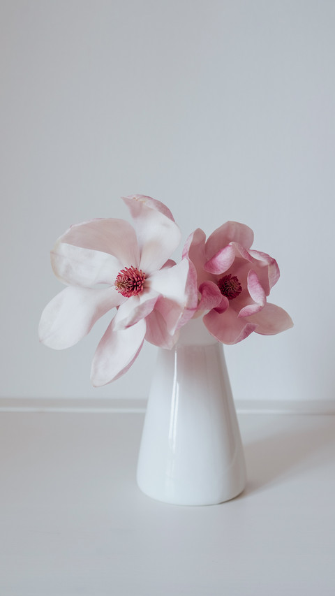 Beautiful fresh pastel pink magnolia flower in vase preview