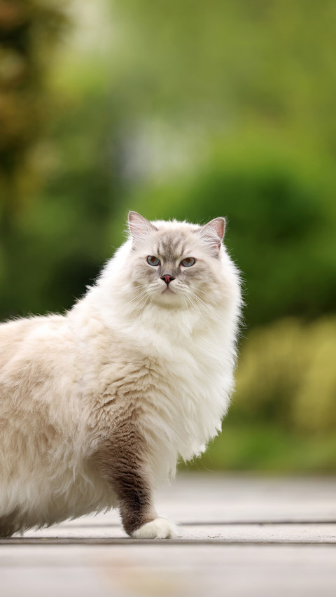 Cats dislike your actions 2 preview