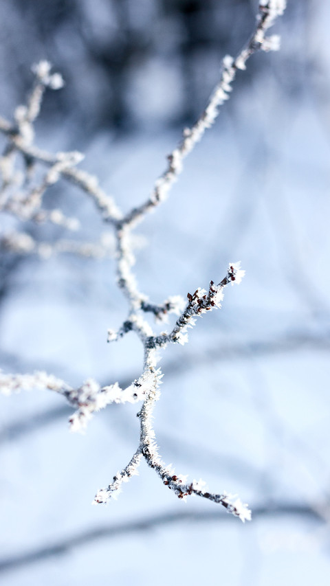 Closeup macro tree's brunches with frozen snow preview