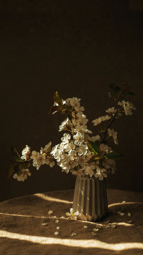 Beautiful cherry flower preview