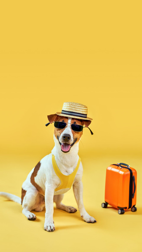Jack Russell on the Go, Packed and Smiling preview