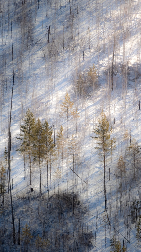 The forested snow-covered plains shine with brilliance preview