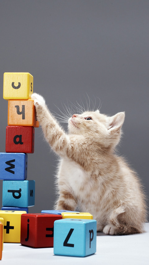 How to raise a cat without money 29 preview