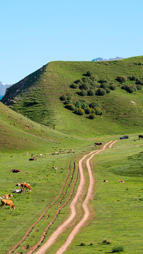 The cattle on the pasture preview