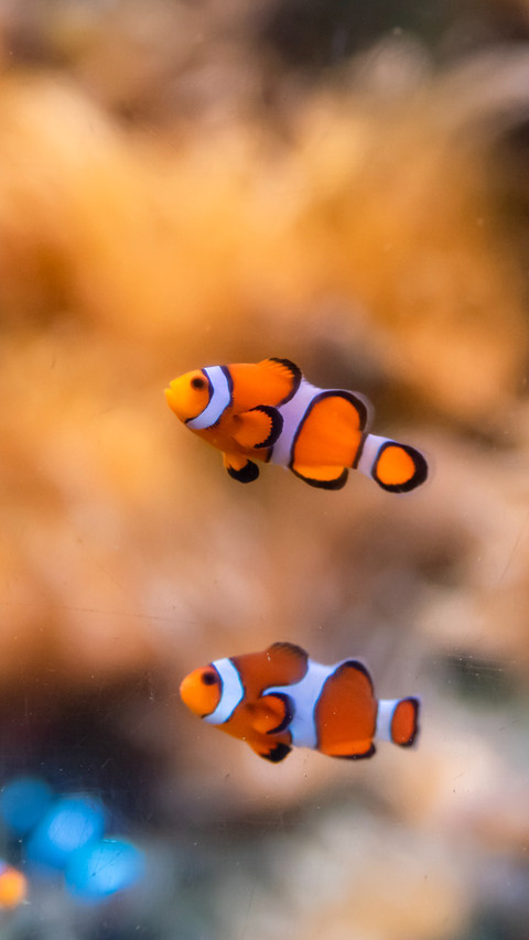 Observation of the Spotfin Sea Fan Fish preview