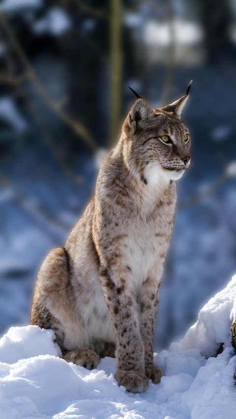 Lynx is happiest in winter preview