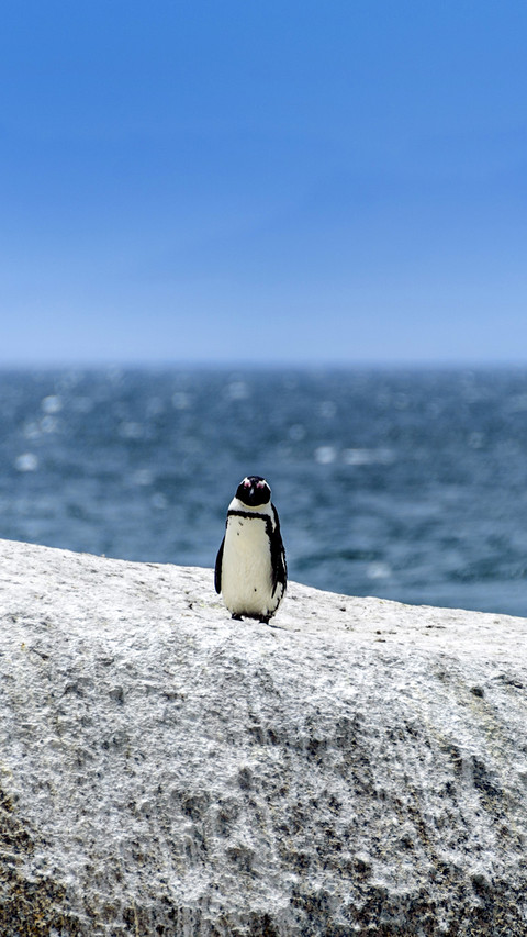 Penguin climbing down from a rock preview