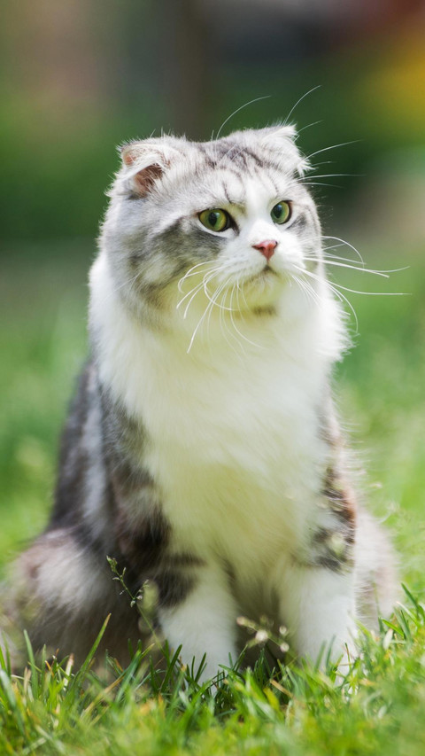 Pet cat70 preview