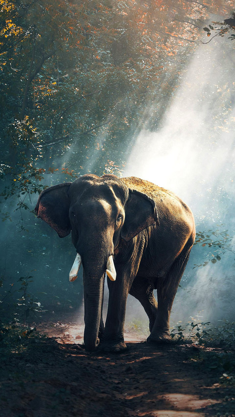 The Story of the Elephant Protector 2 preview
