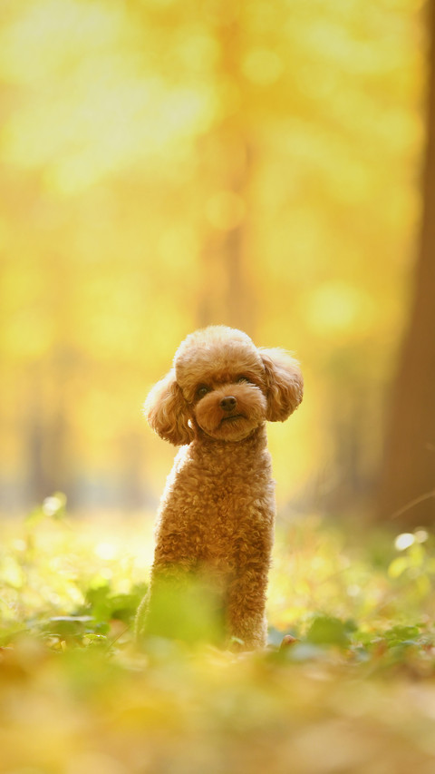 Teddy Behavior Analysis 1 preview