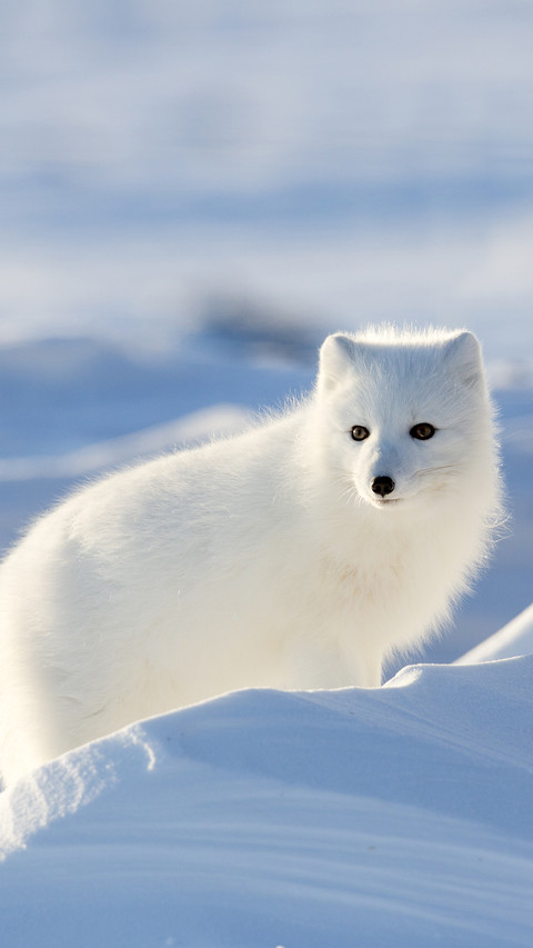 International-Arctic fox preview
