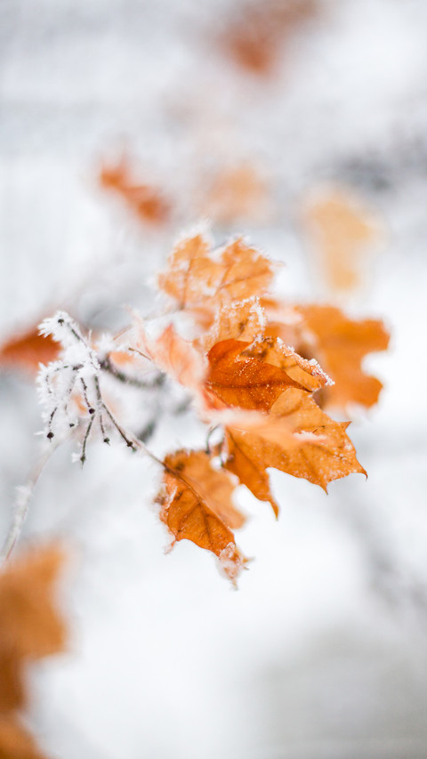 Winter plants preview