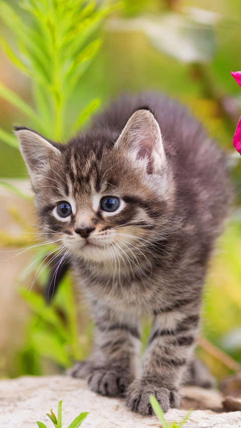 Cat (6) preview
