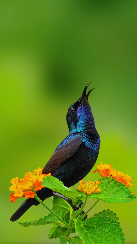 Tips for shooting birds 02 preview