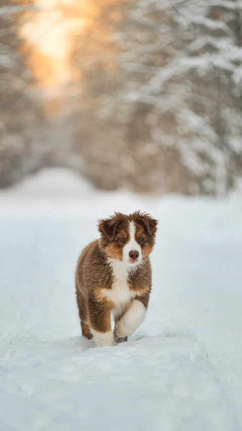 Purebred young puppy on walk in park preview