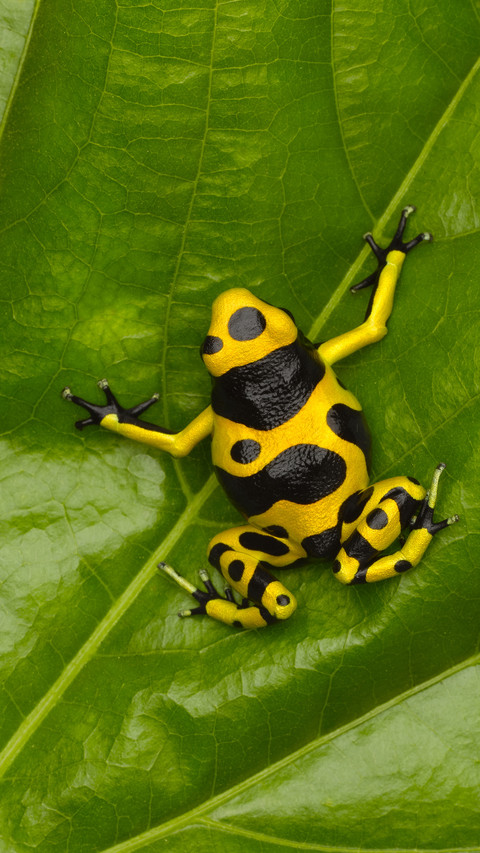 Arrow poison frog preview
