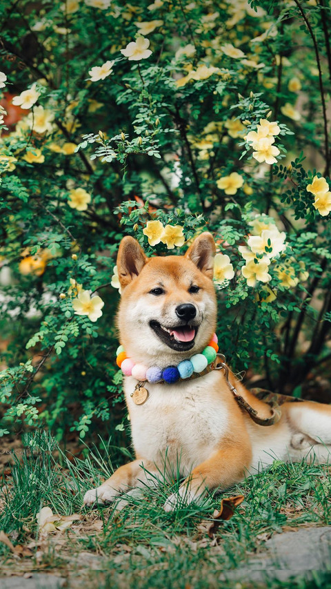 倔强的柴犬 preview