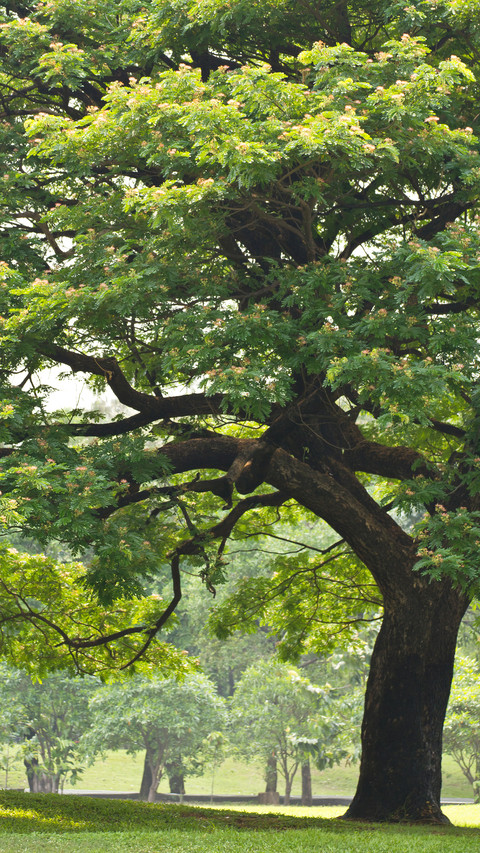 Green forest preview
