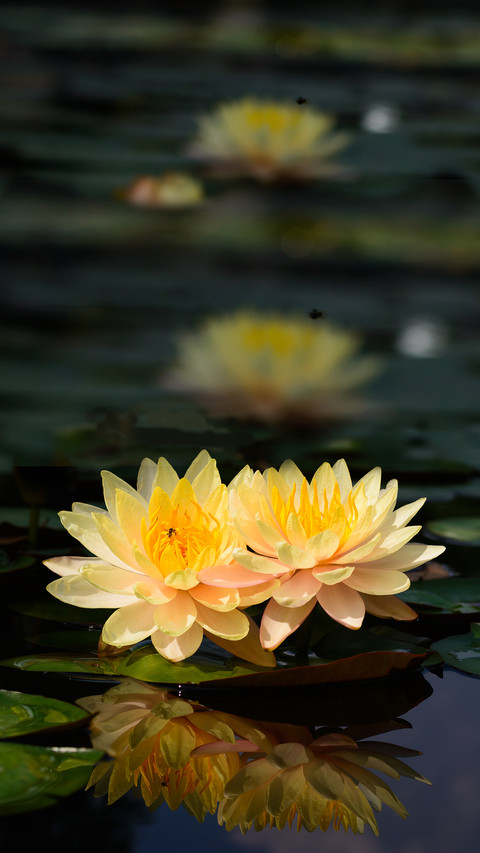 Blooming Flowers preview