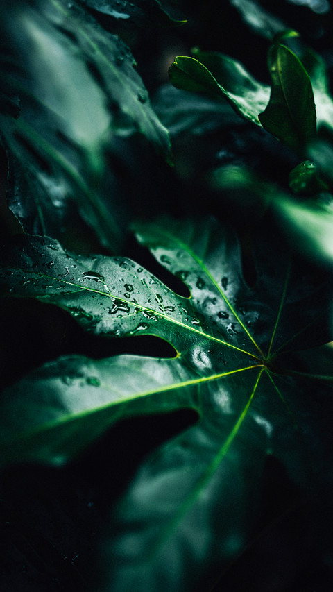 Raindrops (4) preview