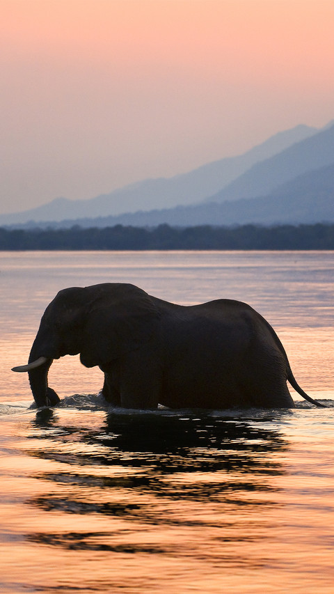 Wild elephant-01 preview