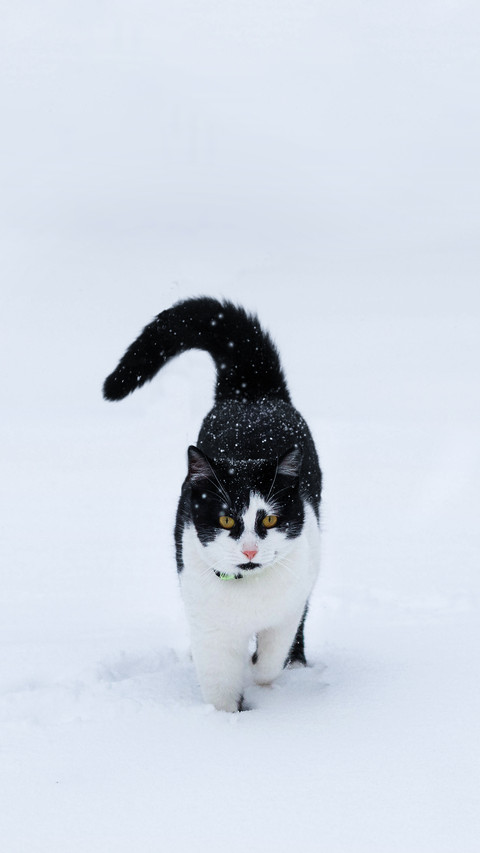 Beautiful cat in the snow preview